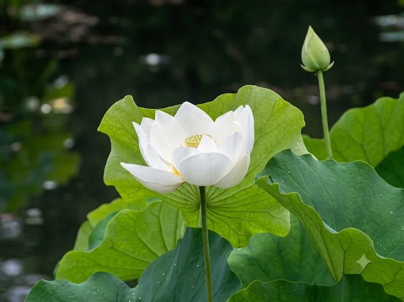 Sen trắng vươn khỏi bùn gợi nghị lực vượt qua khó khăn trong cuộc sống.